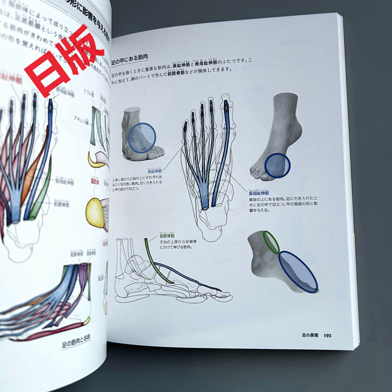 Basics of Human Drawing: From  - огляд і ціна Japanese Manga Drawing Tutorial Book